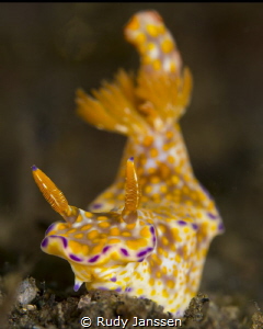 nudi by Rudy Janssen 